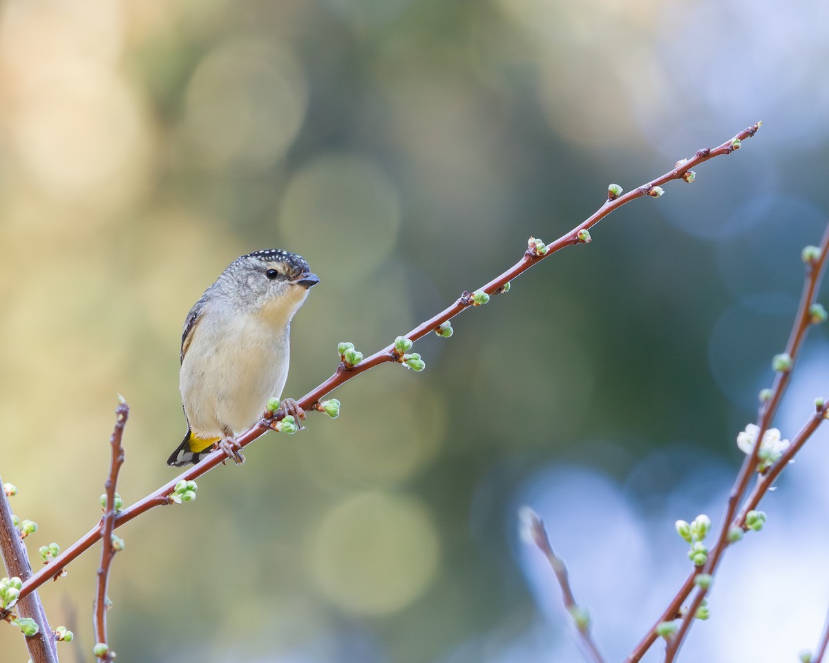 Pardalote Moteado - ML642265566