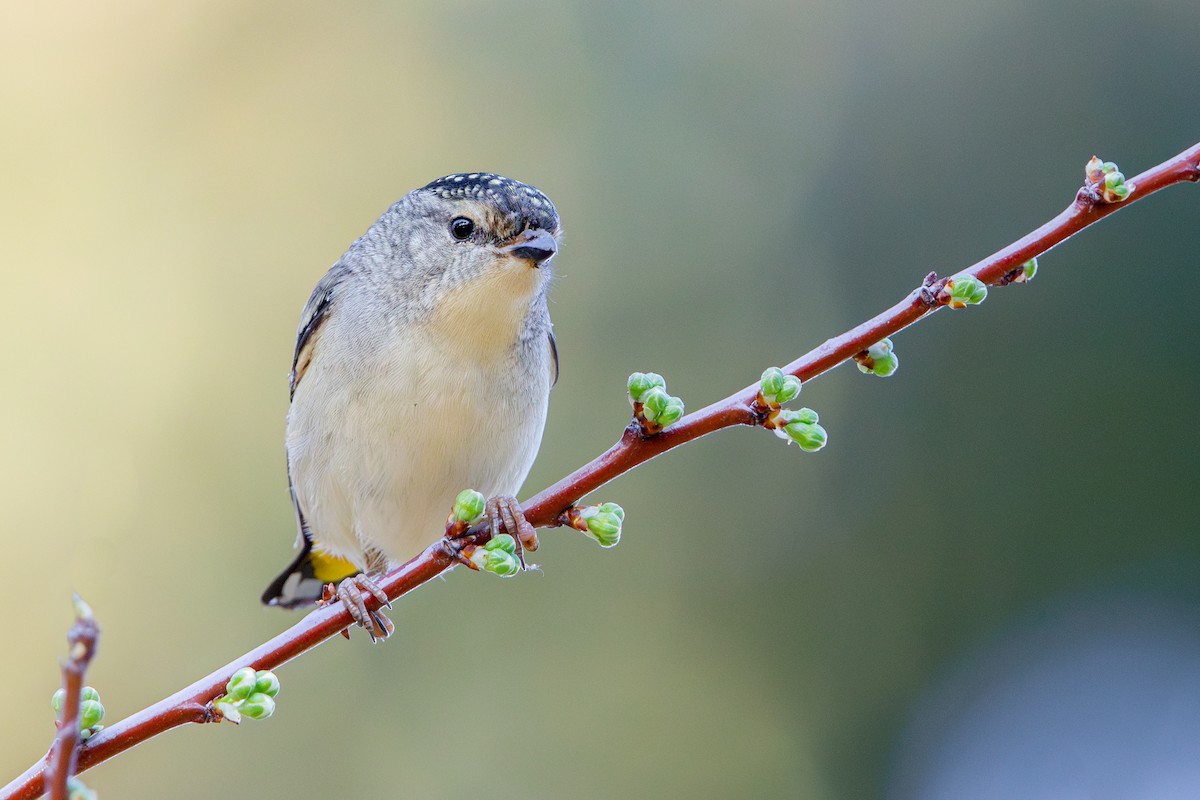 Pardalote Moteado - ML642265567