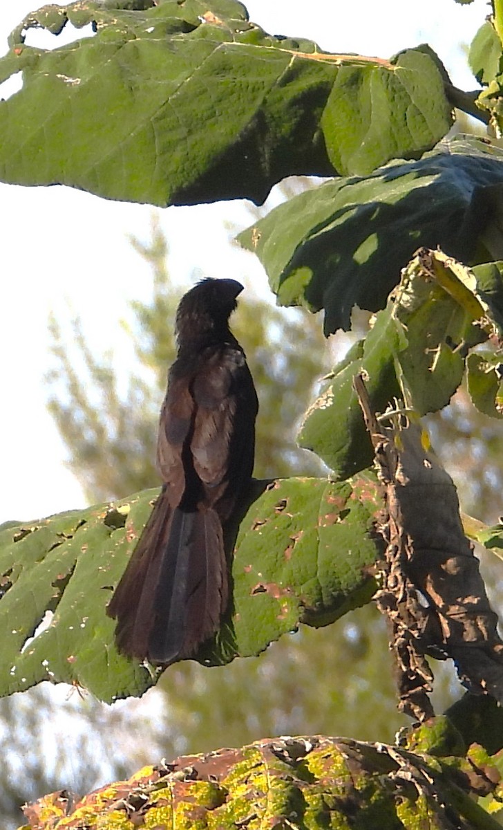 Groove-billed Ani - ML642265575