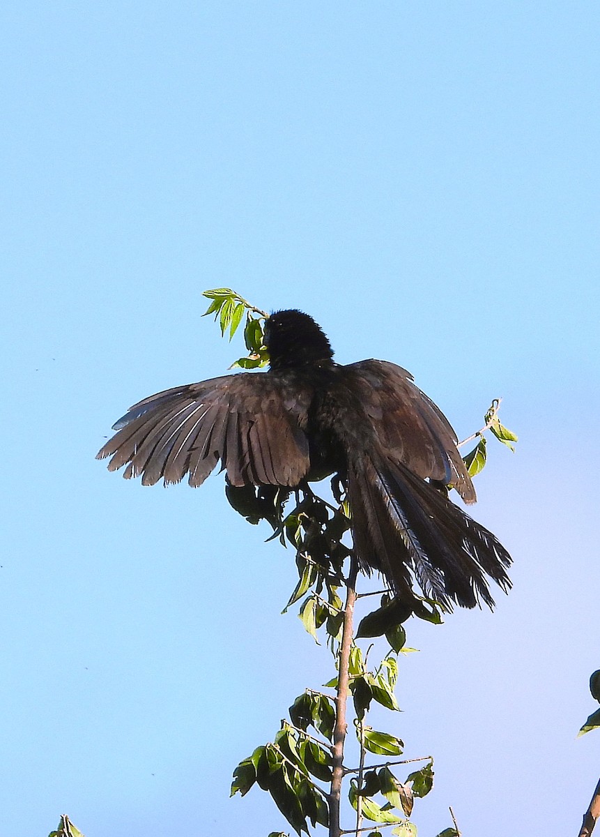 Groove-billed Ani - ML642265576