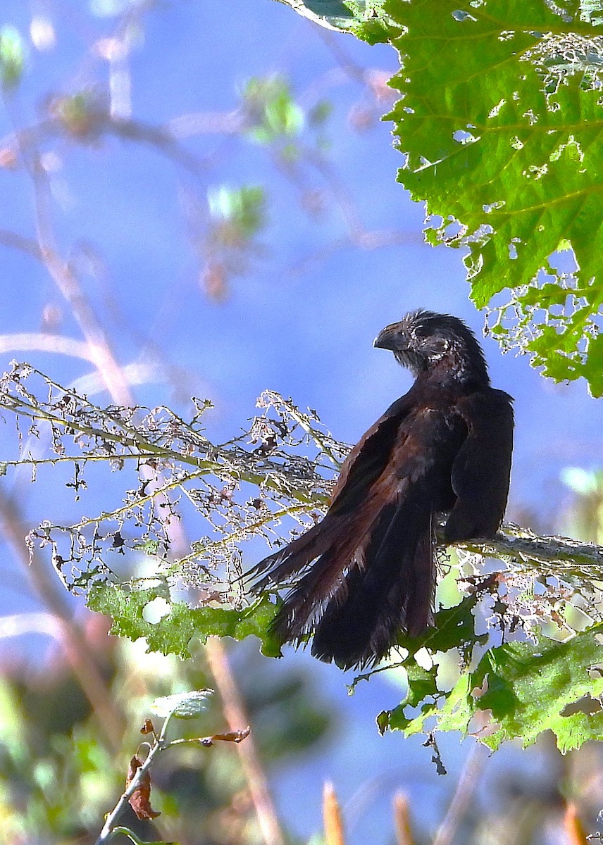 Groove-billed Ani - ML642265577