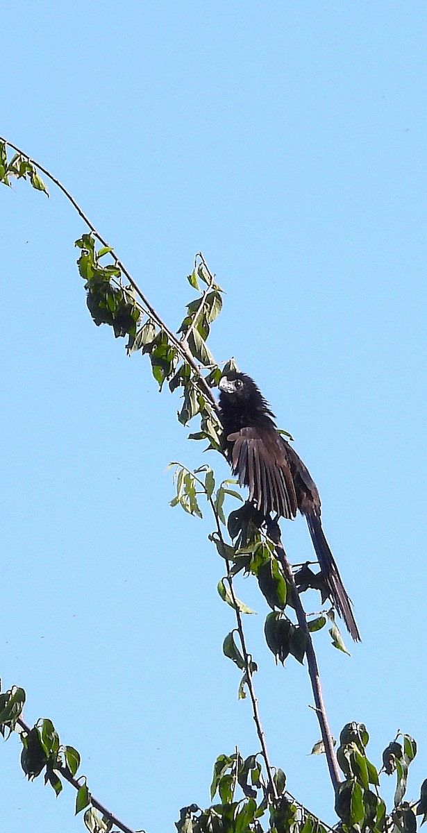 Groove-billed Ani - ML642265578