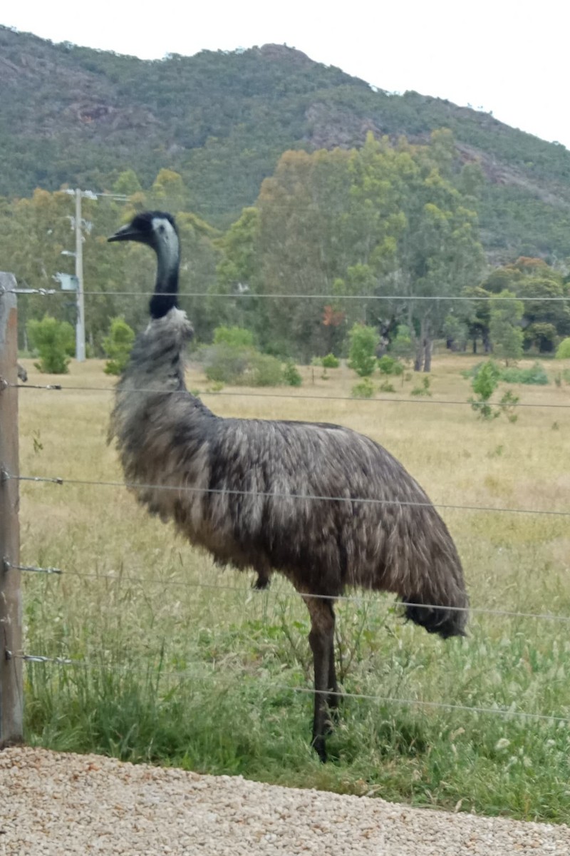 Emu - ML642265586