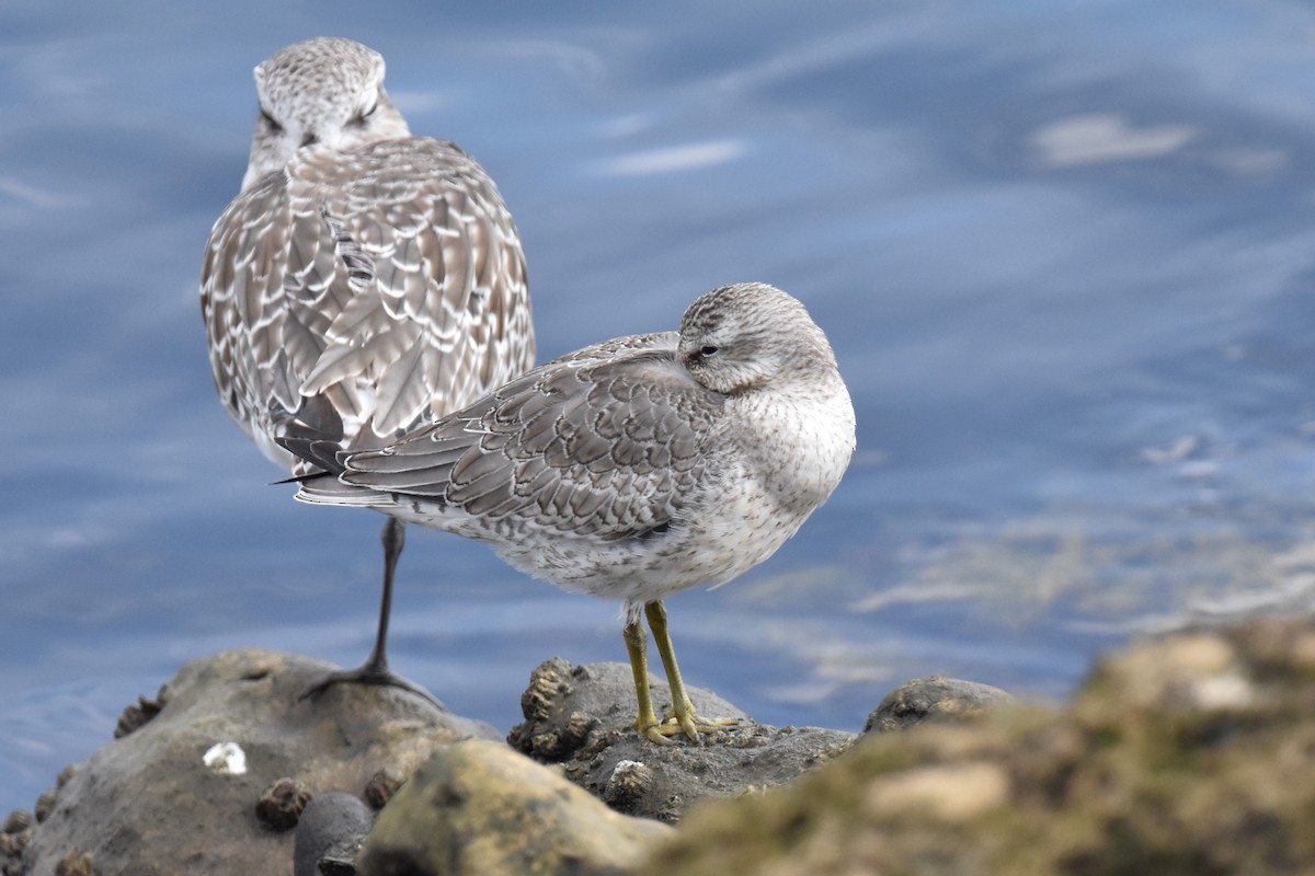 Red Knot - ML642265602