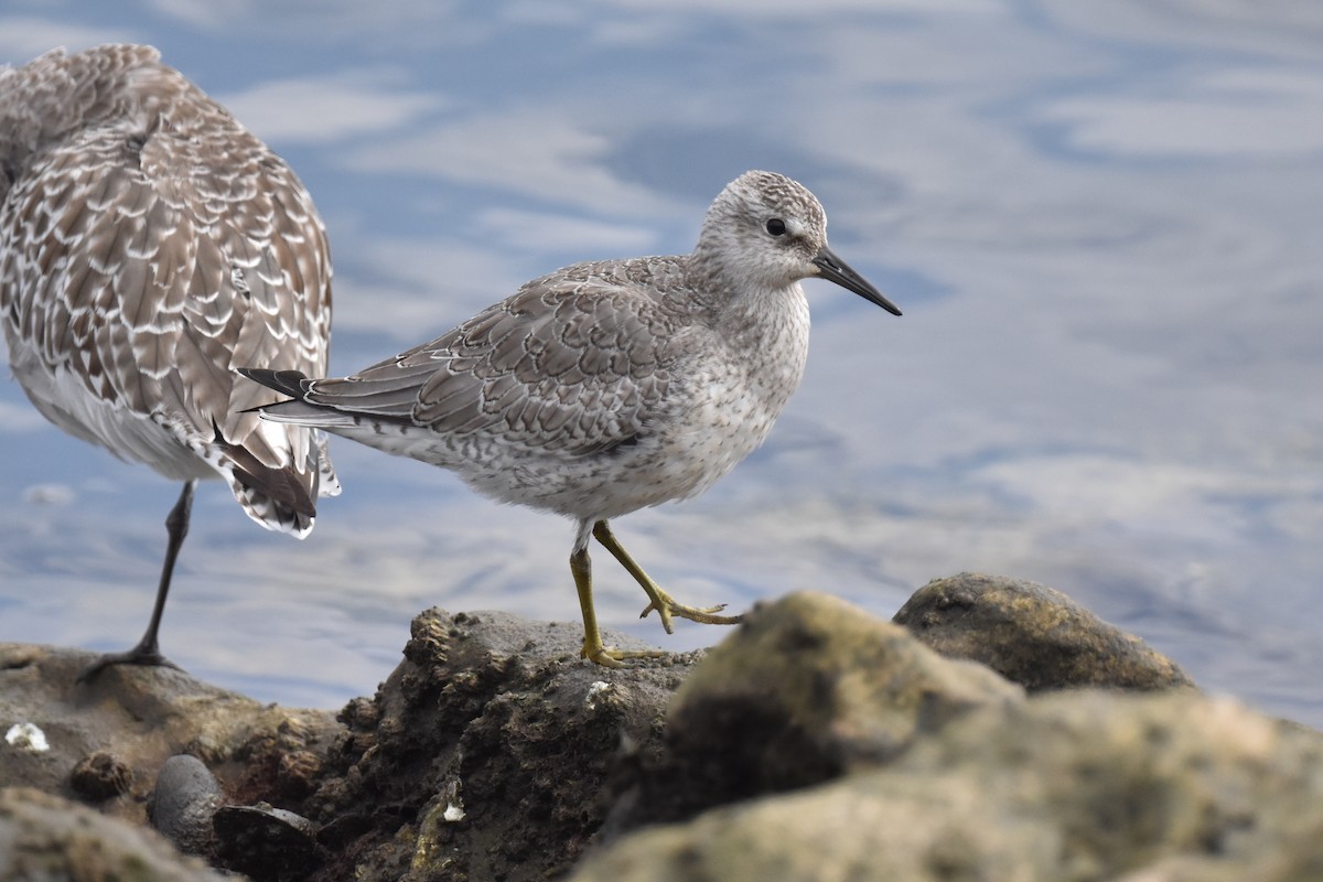 Red Knot - ML642265603