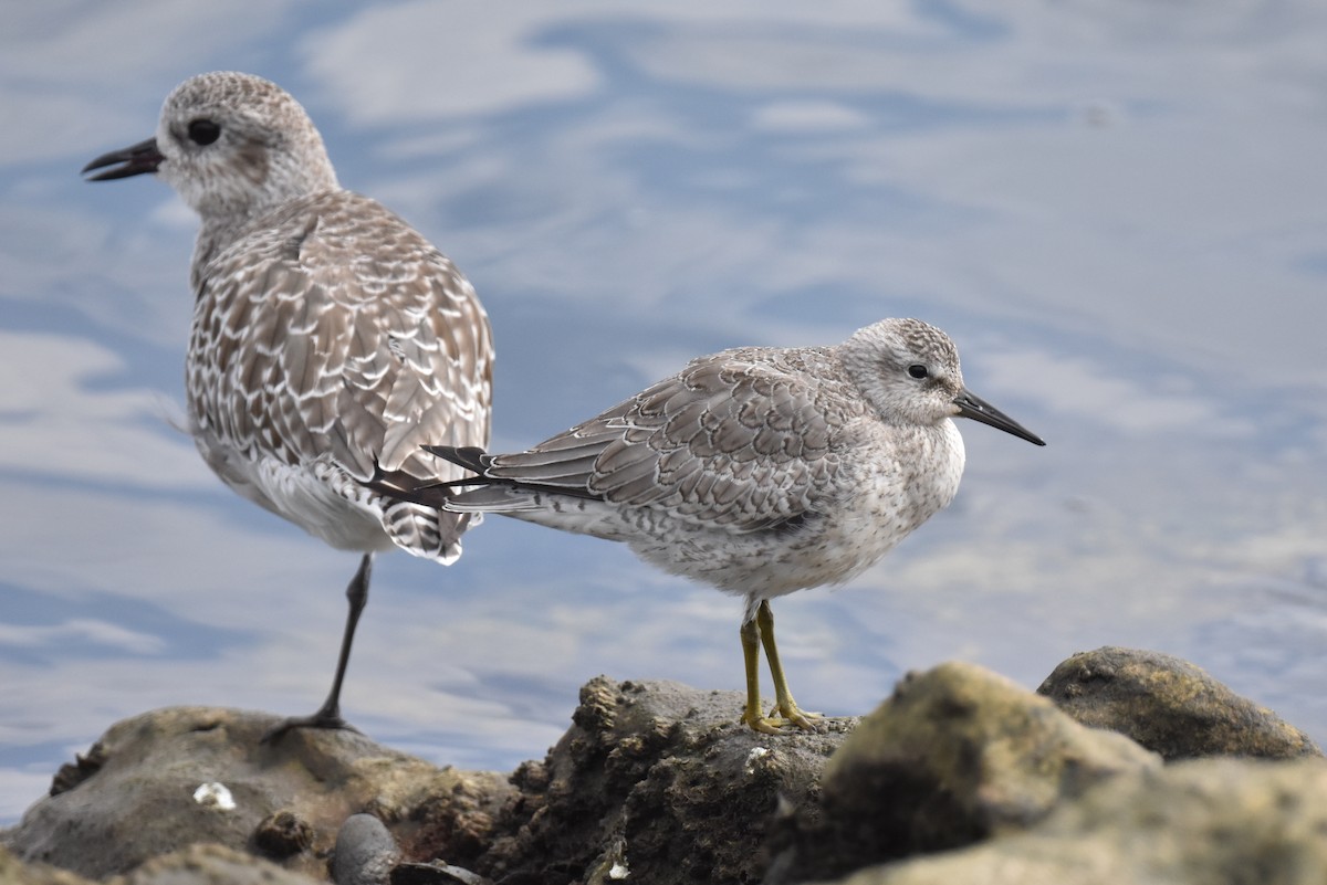 Red Knot - ML642265604