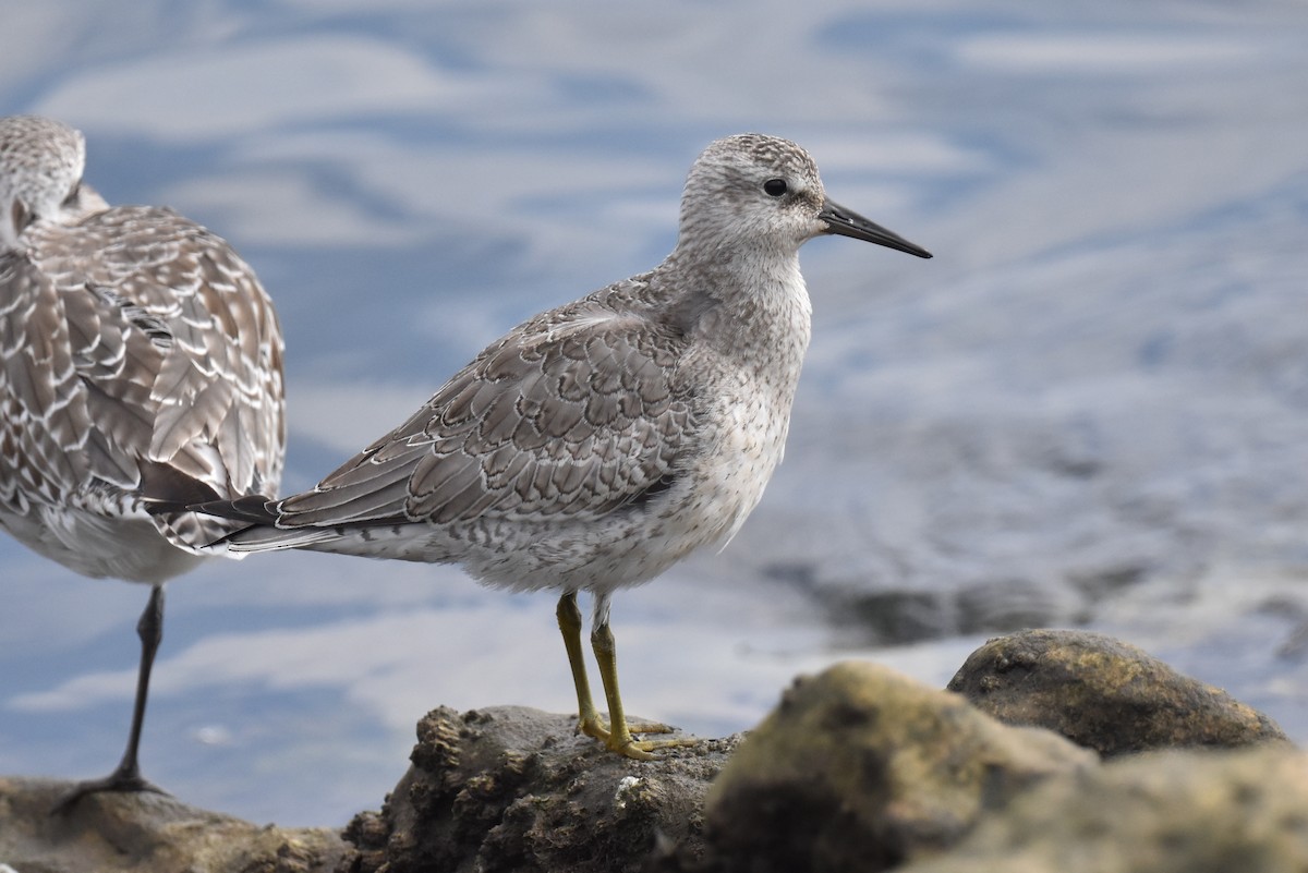 Red Knot - ML642265605