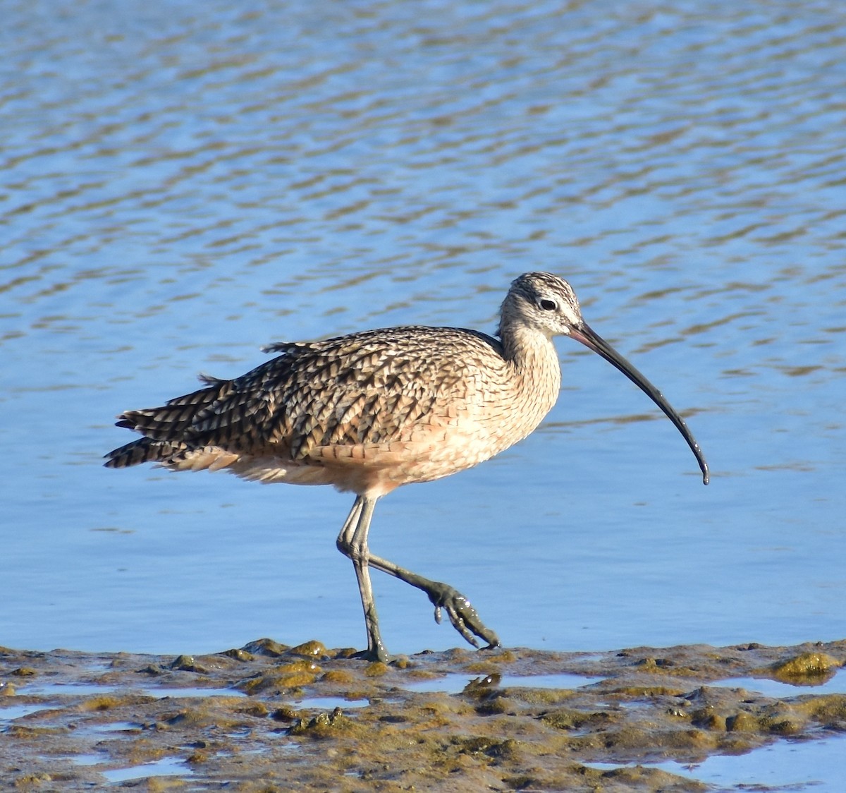 Long-billed Curlew - ML642265676