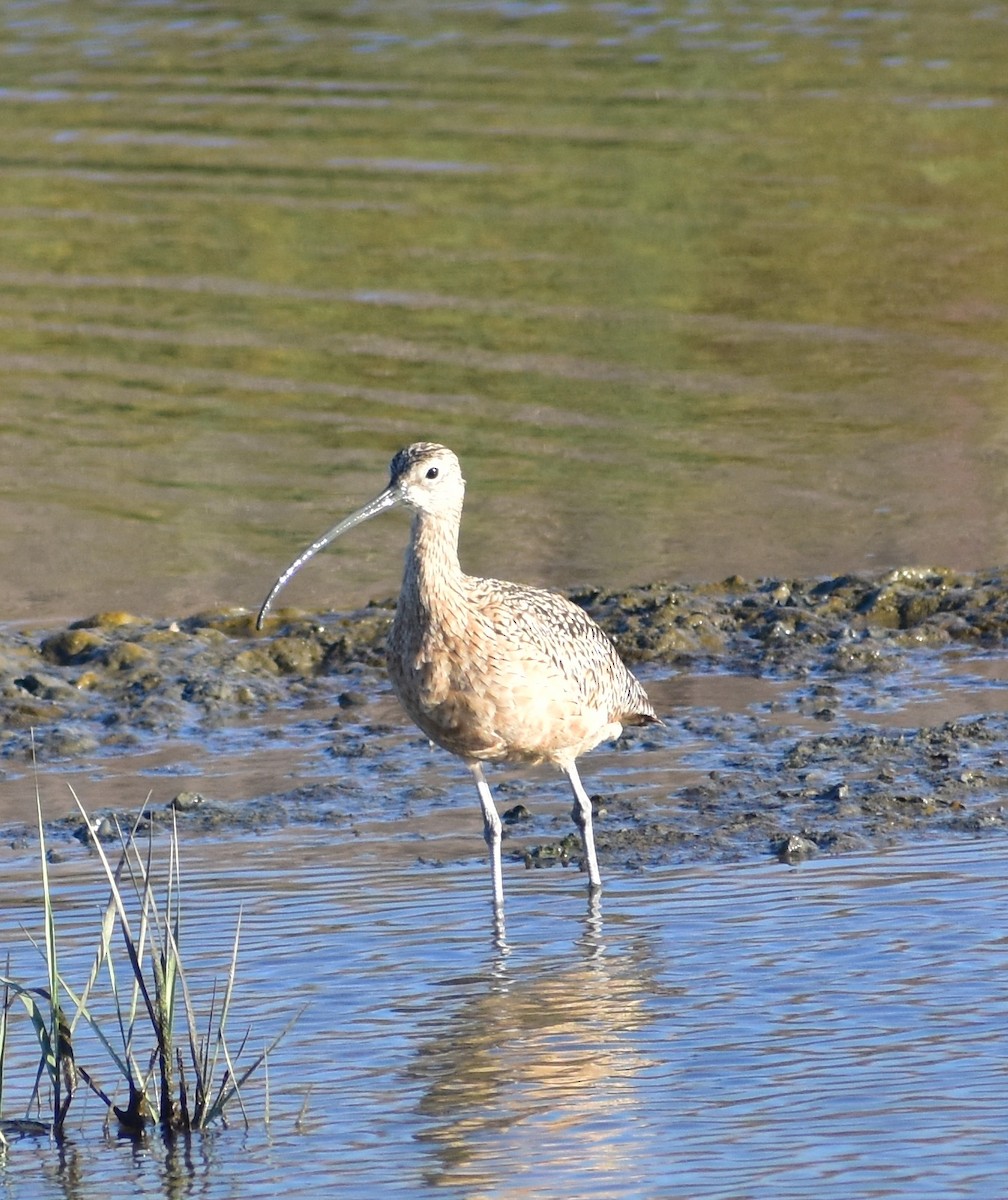 Long-billed Curlew - ML642265682