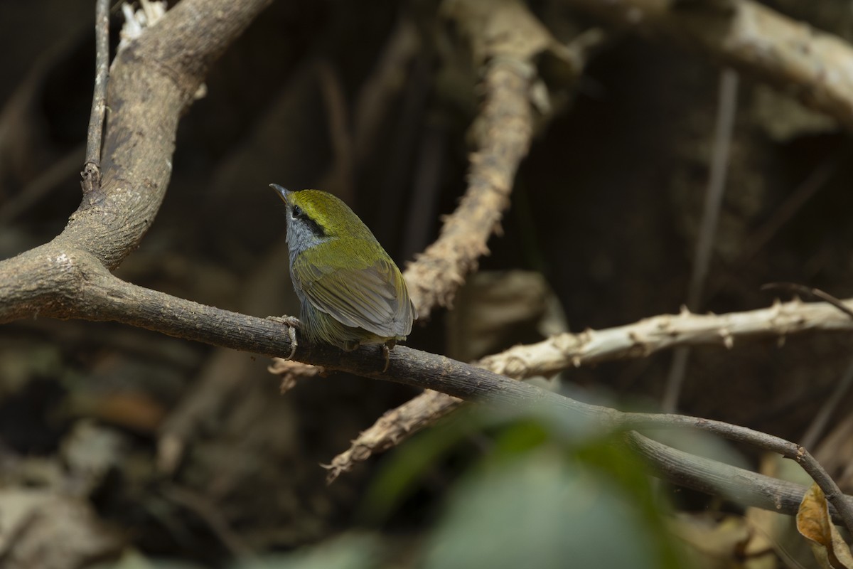 Gray-bellied Tesia - ML642265684