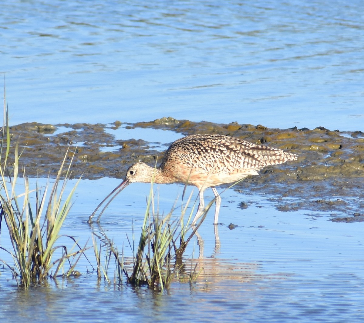 Long-billed Curlew - ML642265685