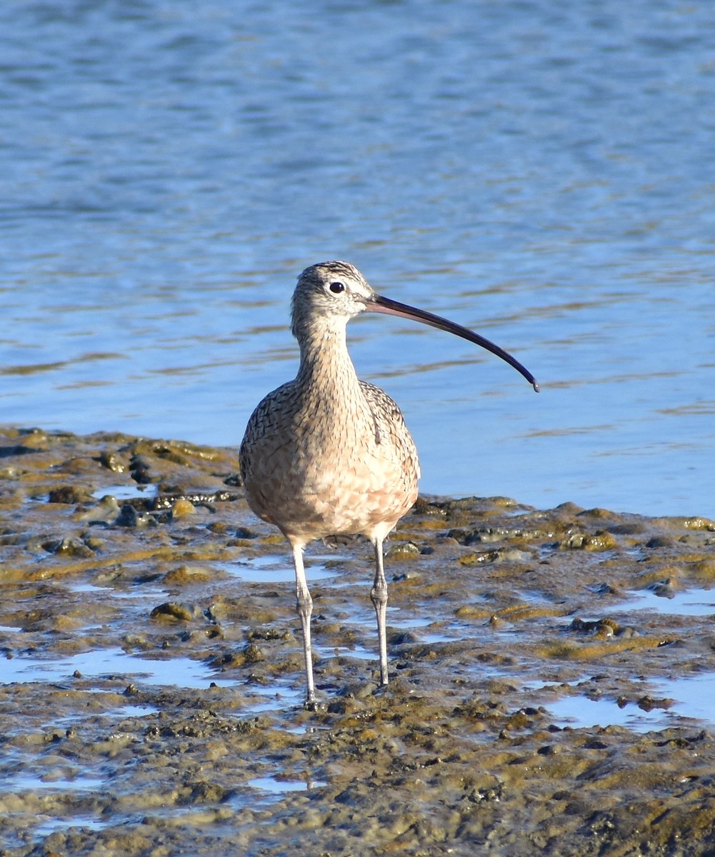 Long-billed Curlew - ML642265690