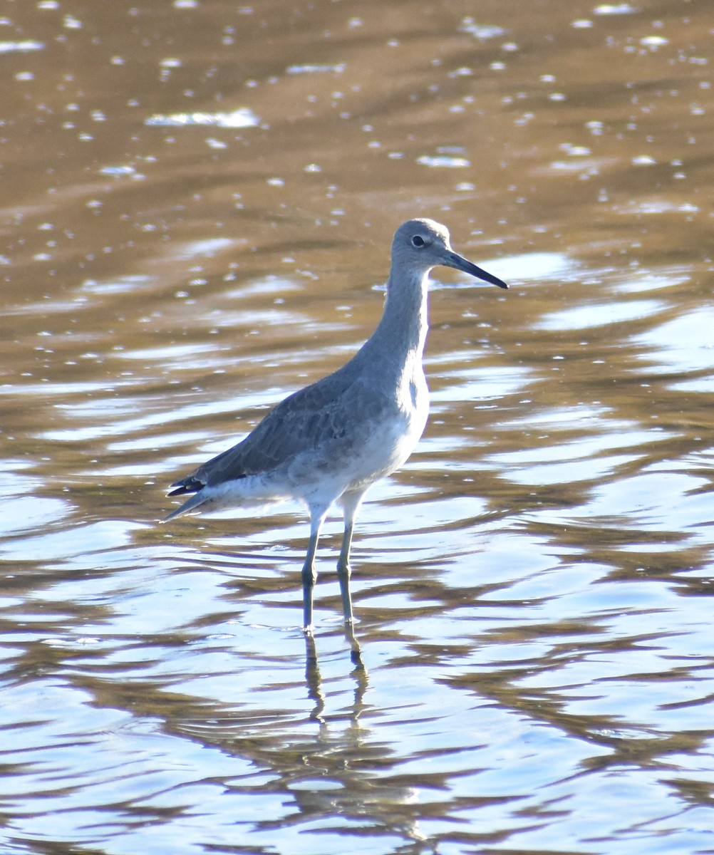 Willet - ML642265711