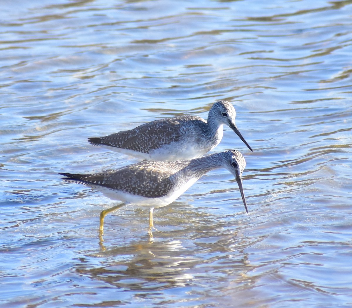 Greater Yellowlegs - ML642265719