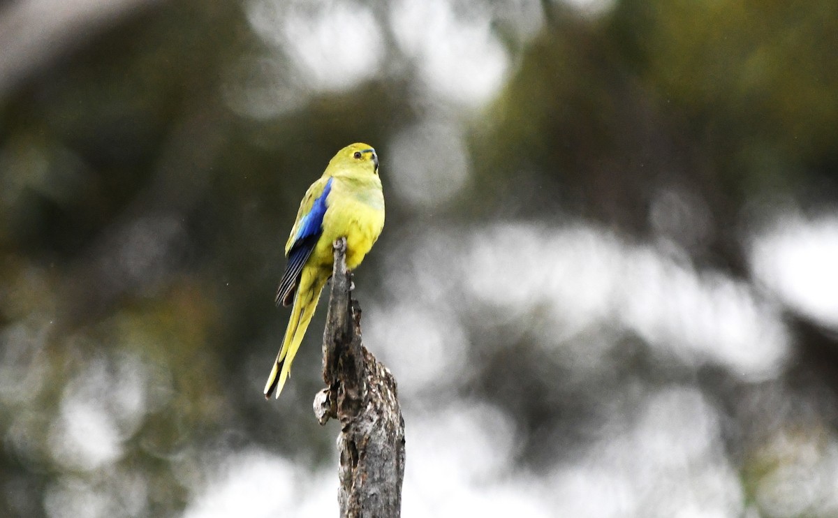 Blue-winged Parrot - ML642265725