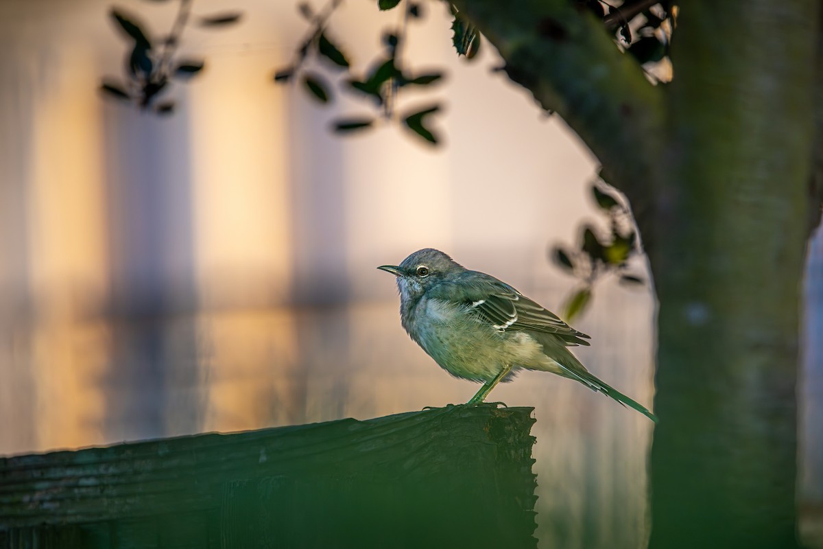 Northern Mockingbird - ML642265727
