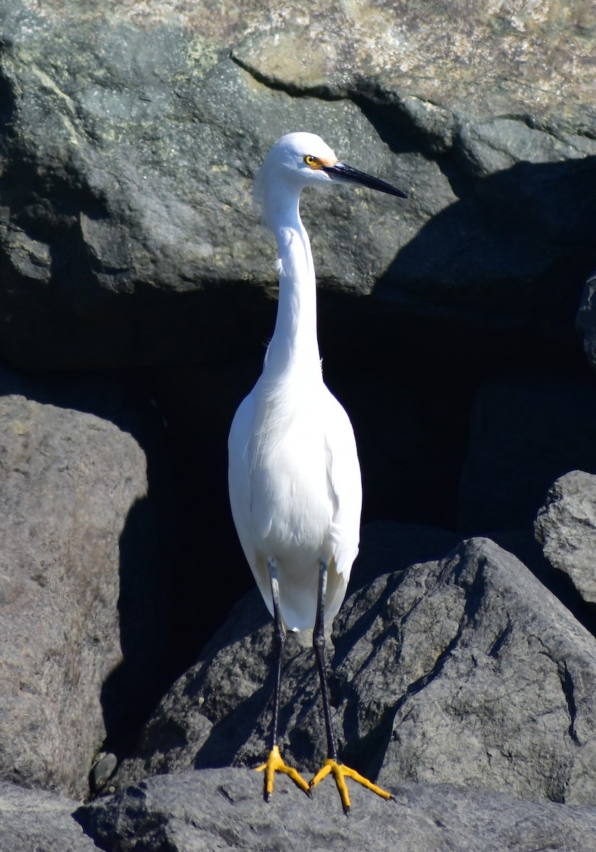 Snowy Egret - ML642265748