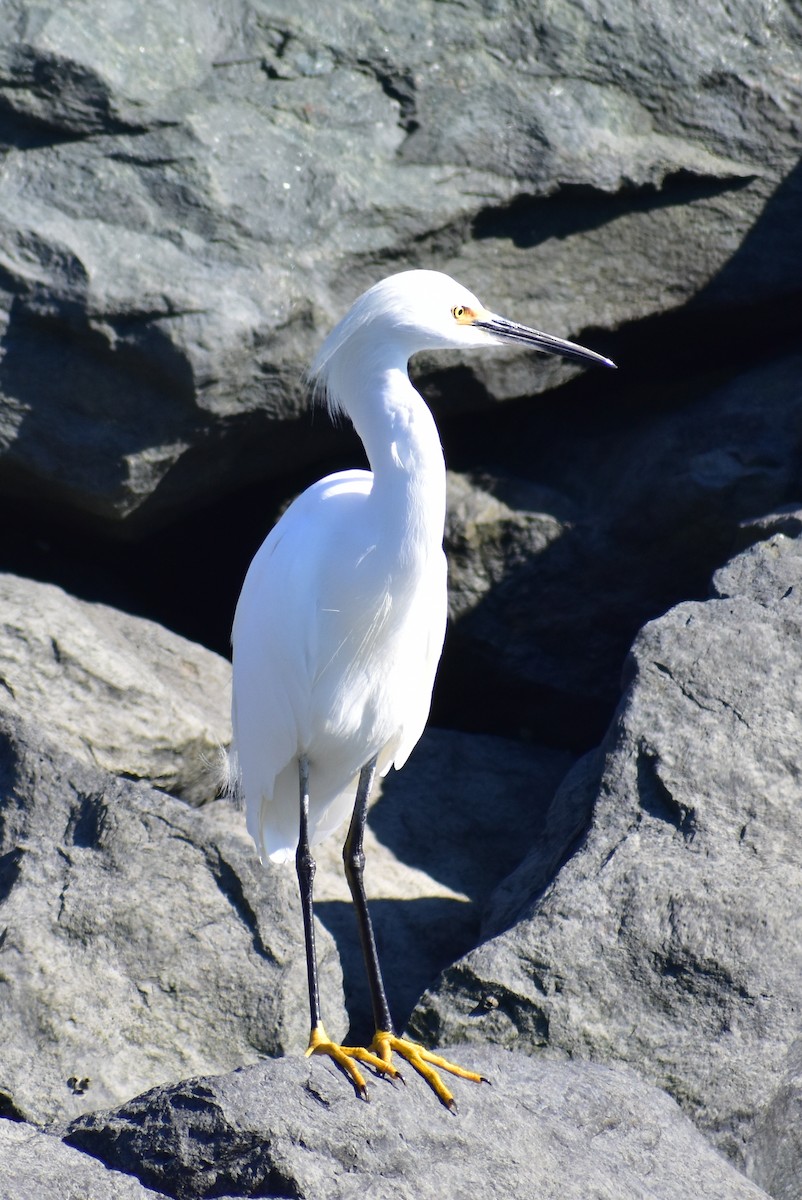Snowy Egret - ML642265751