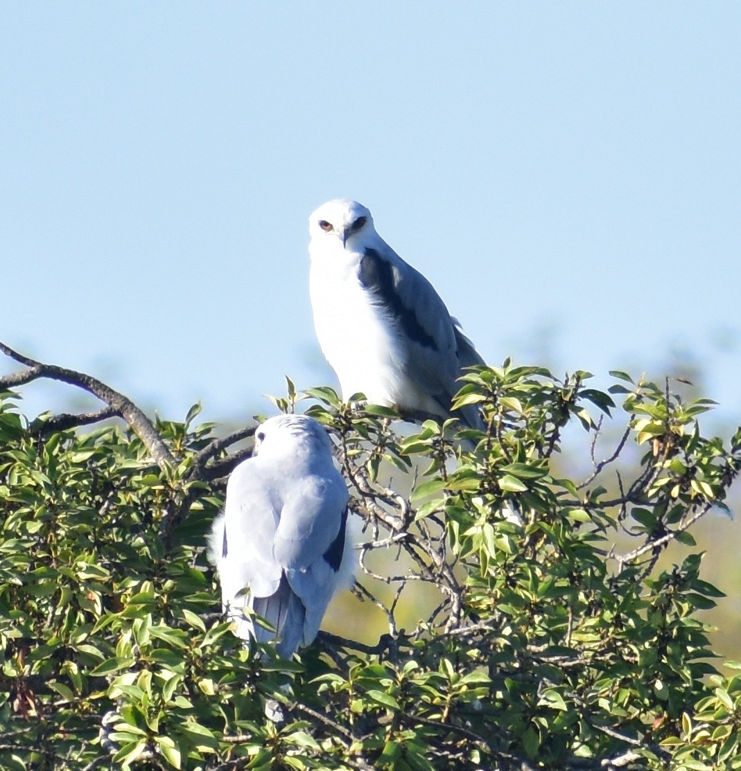 White-tailed Kite - ML642265759