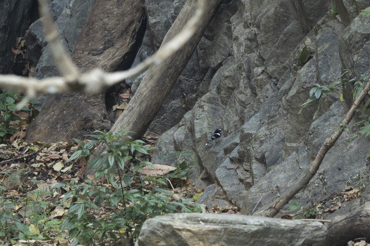 Black-backed Forktail - ML642265764