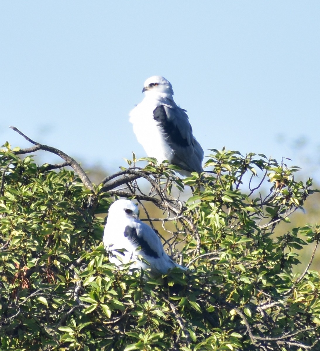White-tailed Kite - ML642265766
