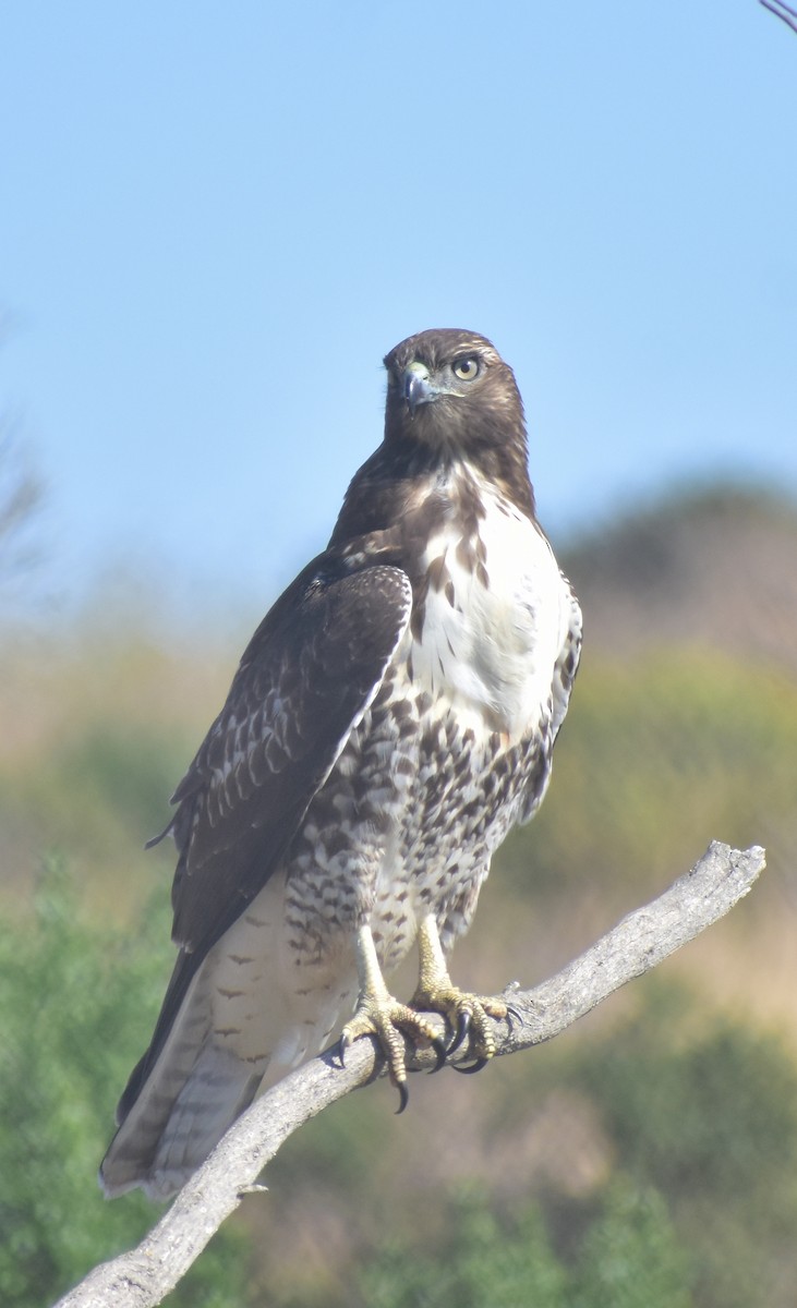 Red-tailed Hawk - ML642265770