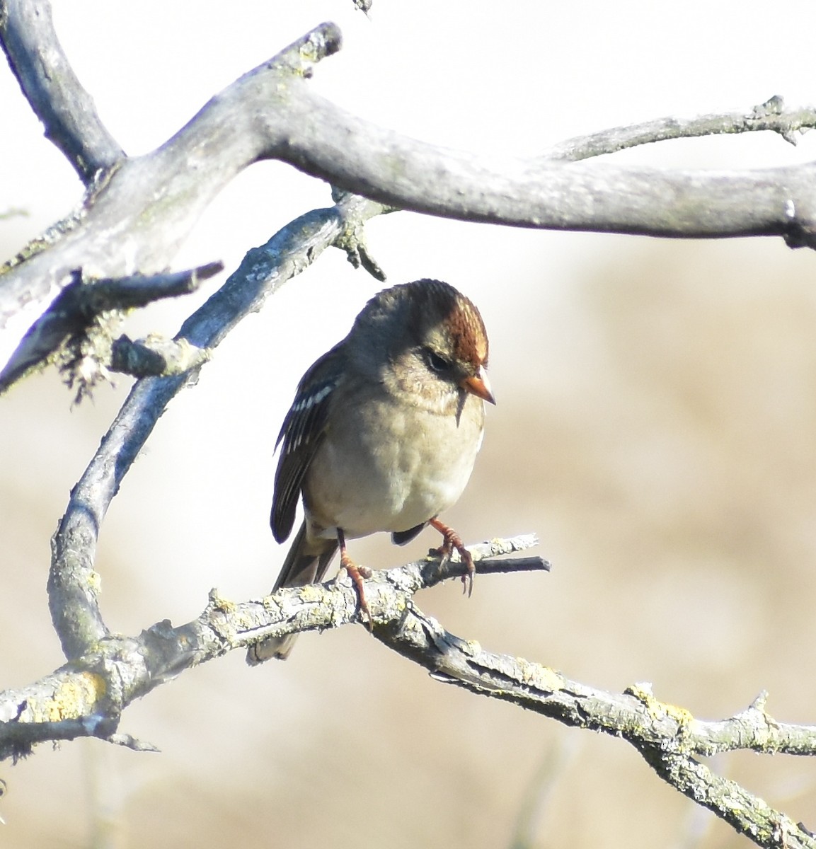 White-crowned Sparrow - ML642265779
