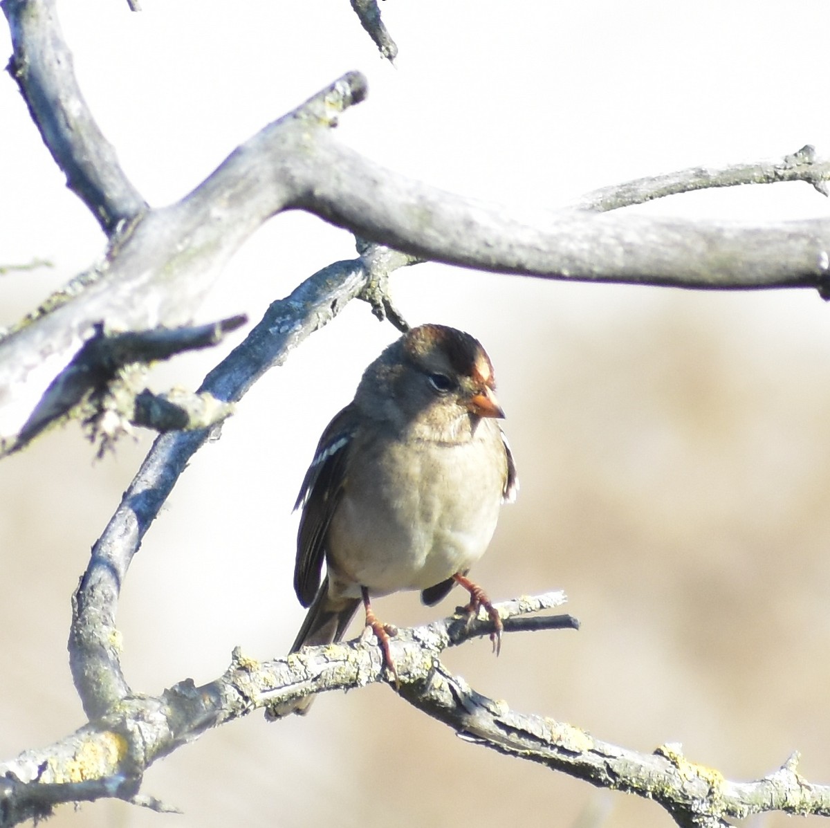 White-crowned Sparrow - ML642265783