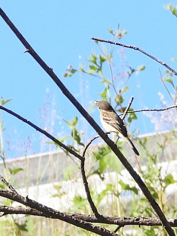 White-throated Flycatcher - ML642265786