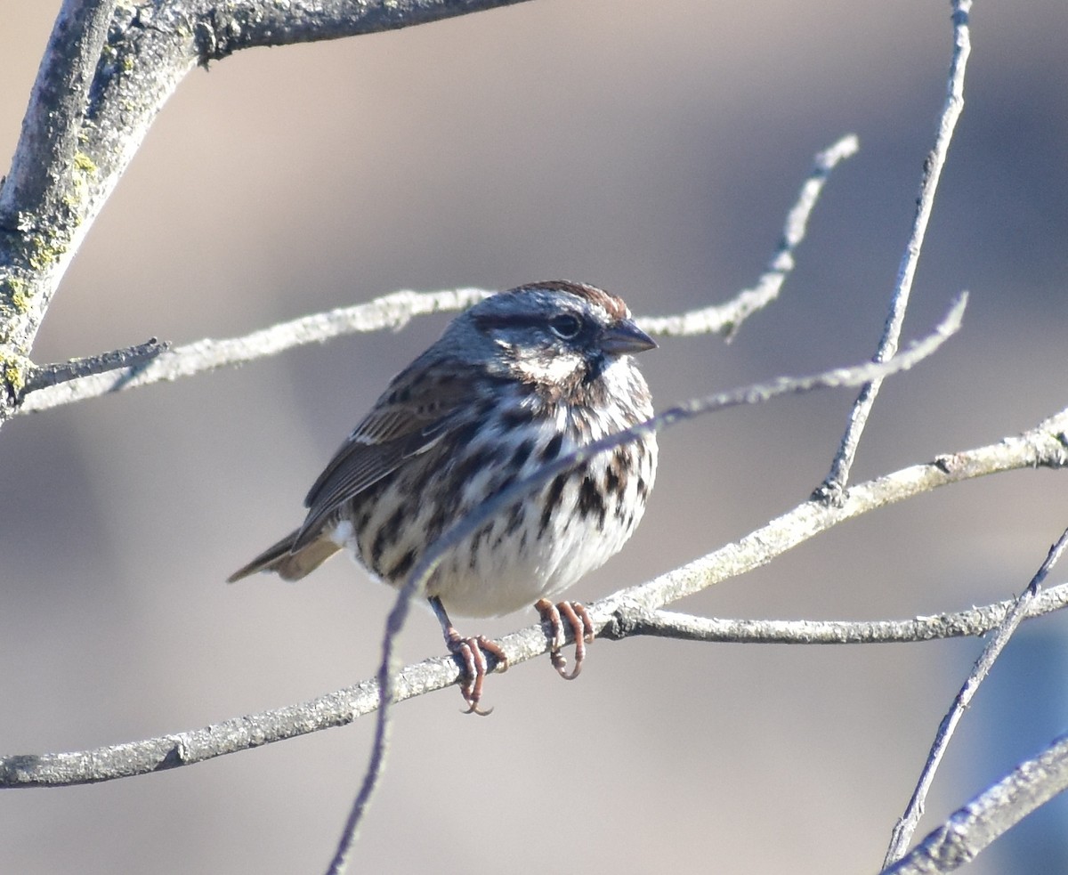 Song Sparrow - ML642265788