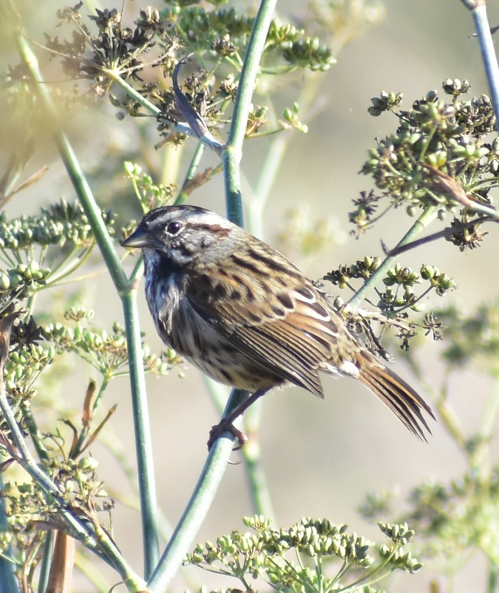 Song Sparrow - ML642265795