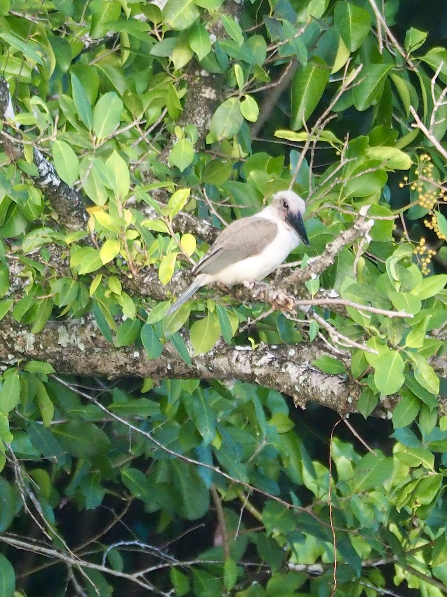Great-billed Kingfisher - ML642265796