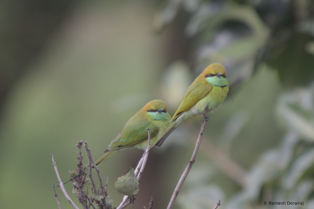 Asian Green Bee-eater - ML642265823