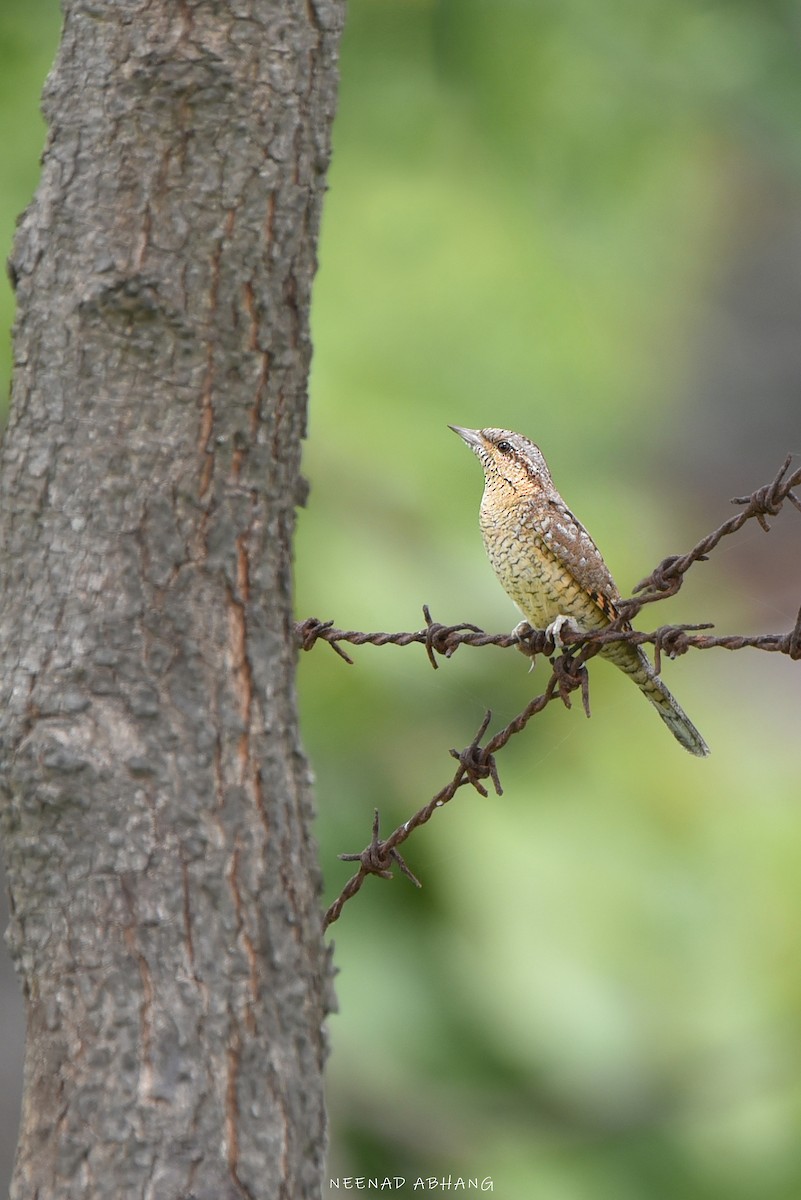 Eurasian Wryneck - ML642265837