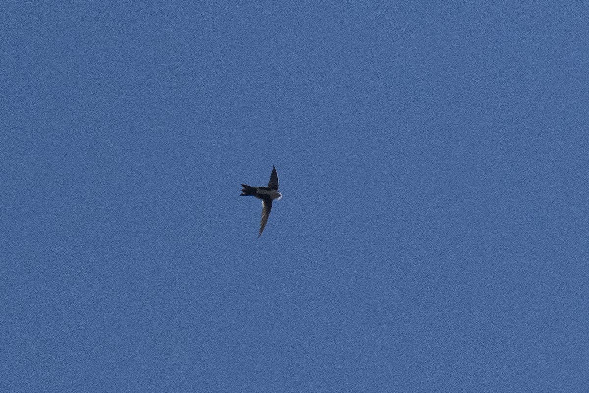 White-throated Swift - ML642265842