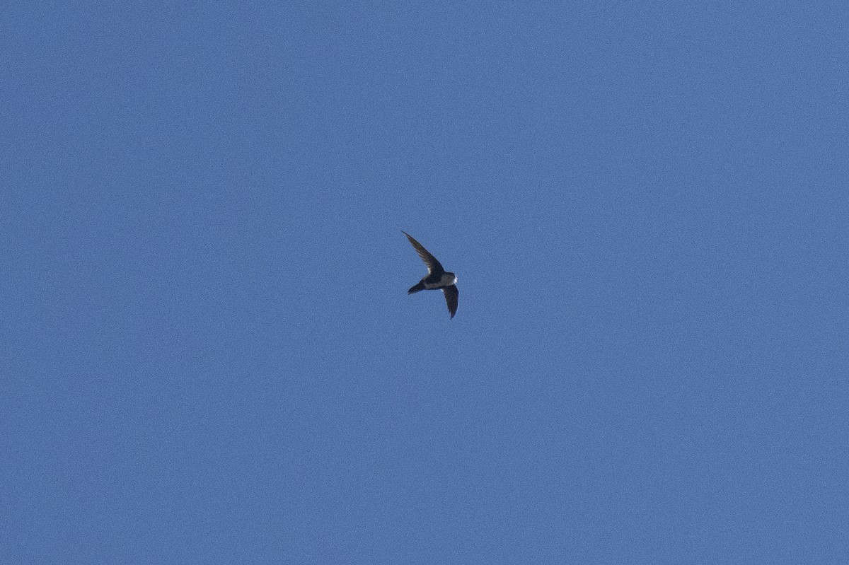 White-throated Swift - ML642265844