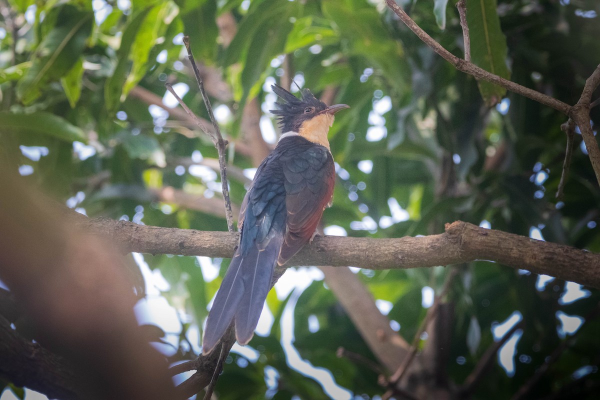 Chestnut-winged Cuckoo - ML642265850