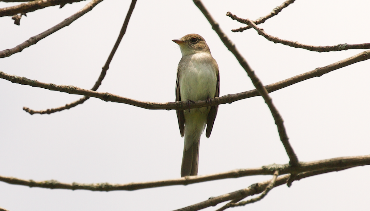 Willow Flycatcher - ML642265854