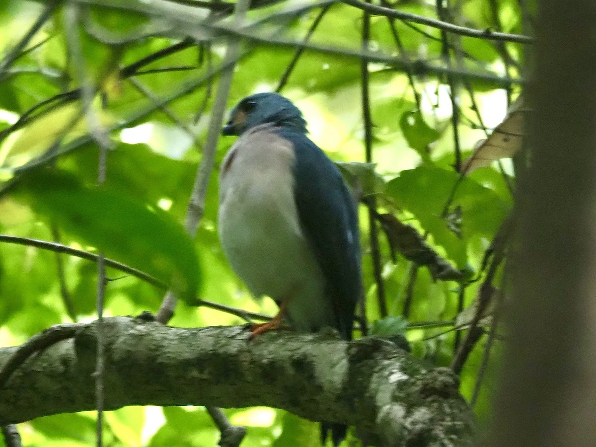 Spot-tailed Goshawk - ML642265856