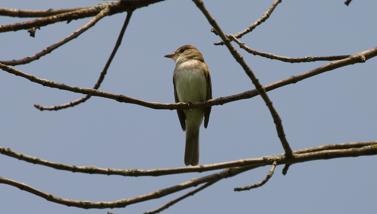 Willow Flycatcher - ML642265857