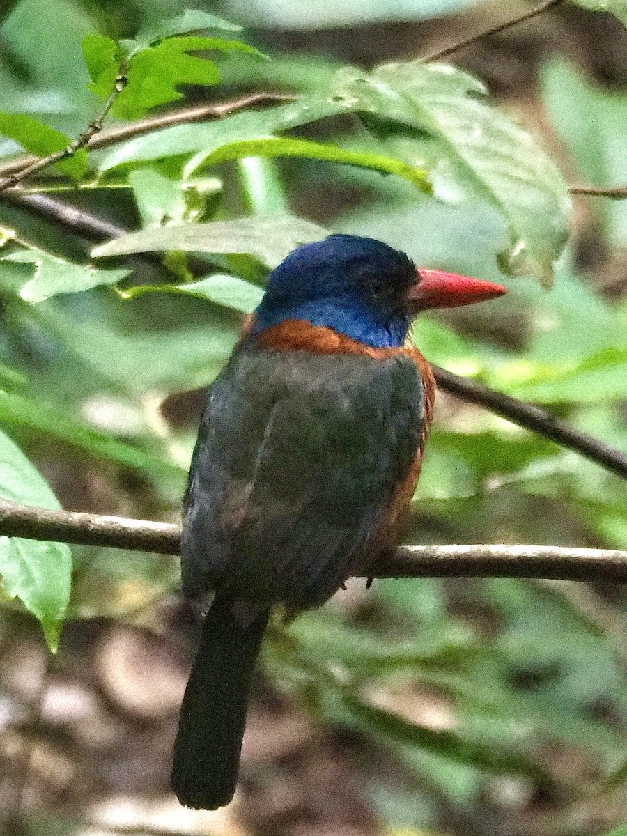 Green-backed Kingfisher - ML642265861