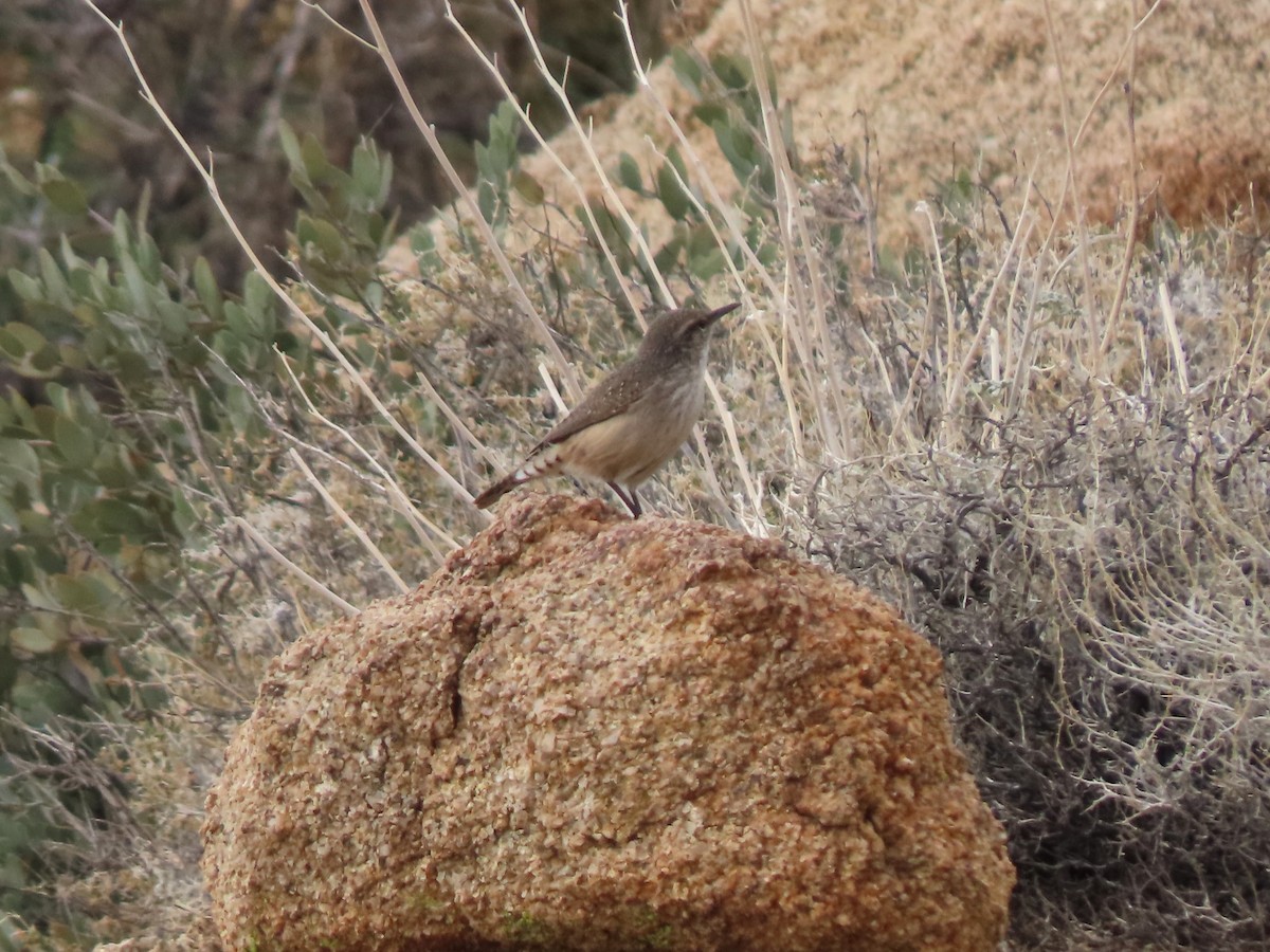 Rock Wren - ML642265933
