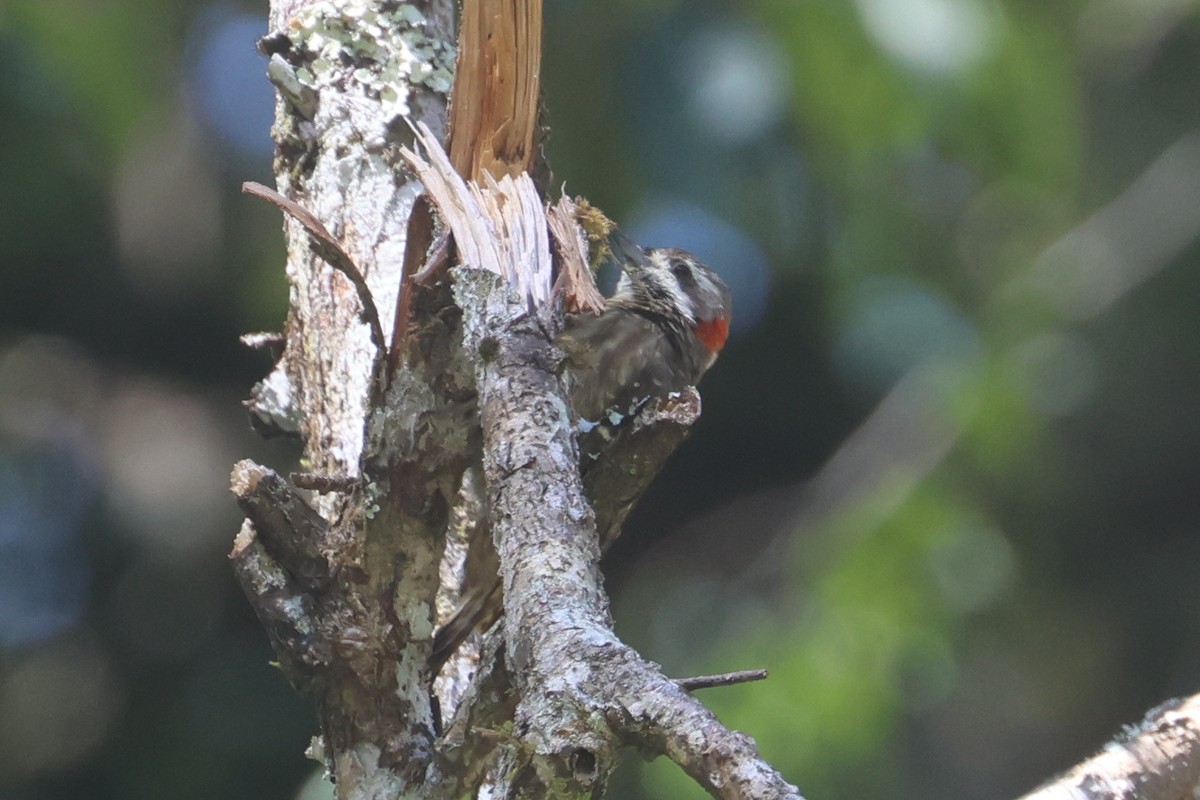 Sulawesi Pygmy Woodpecker - ML642265949