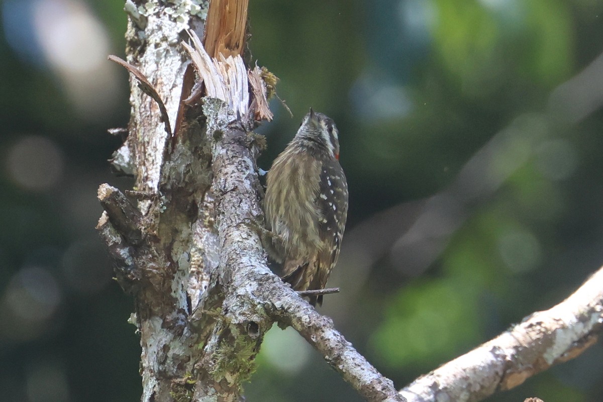 Sulawesi Pygmy Woodpecker - ML642265950