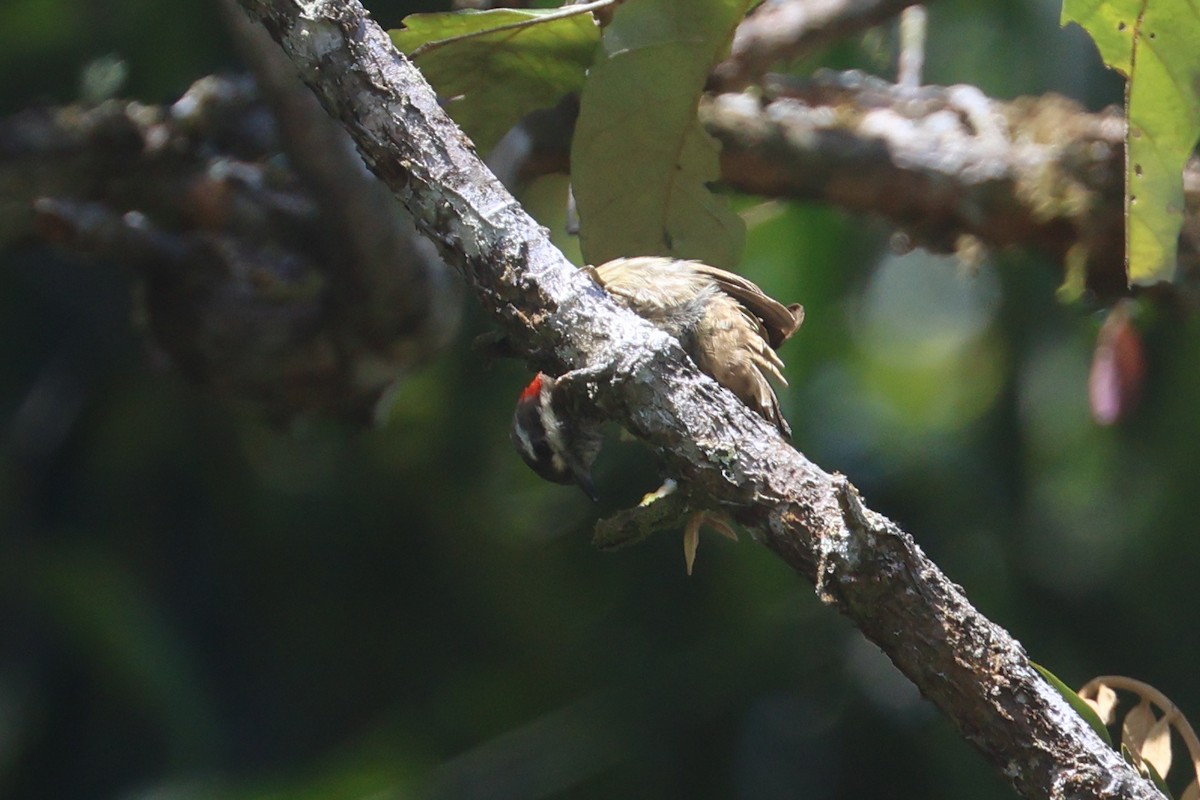 Sulawesi Pygmy Woodpecker - ML642265952