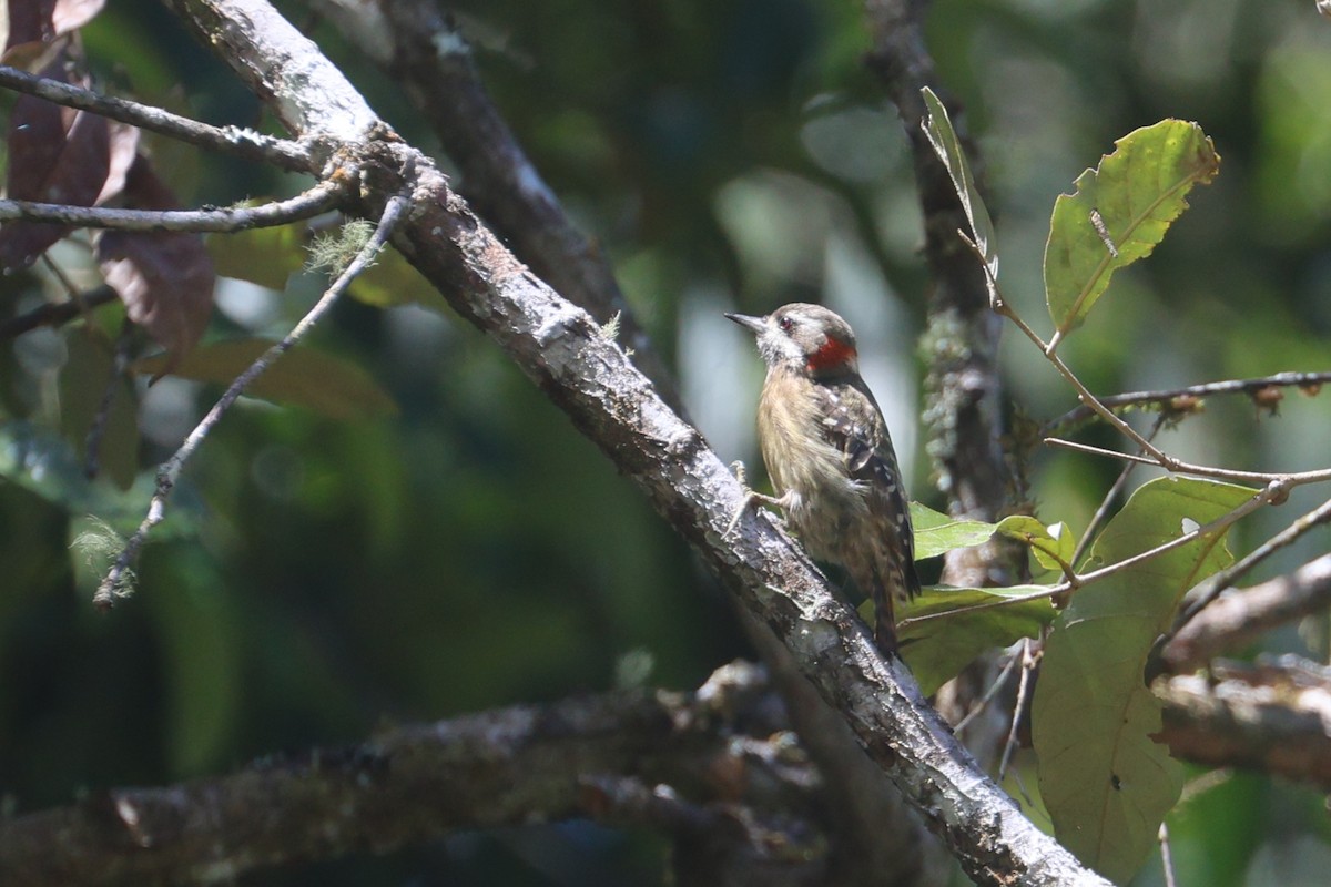 Sulawesi Pygmy Woodpecker - ML642265953