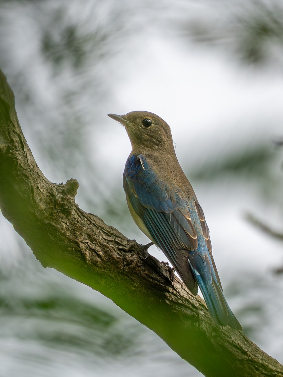 Blue-and-white Flycatcher - ML642265967