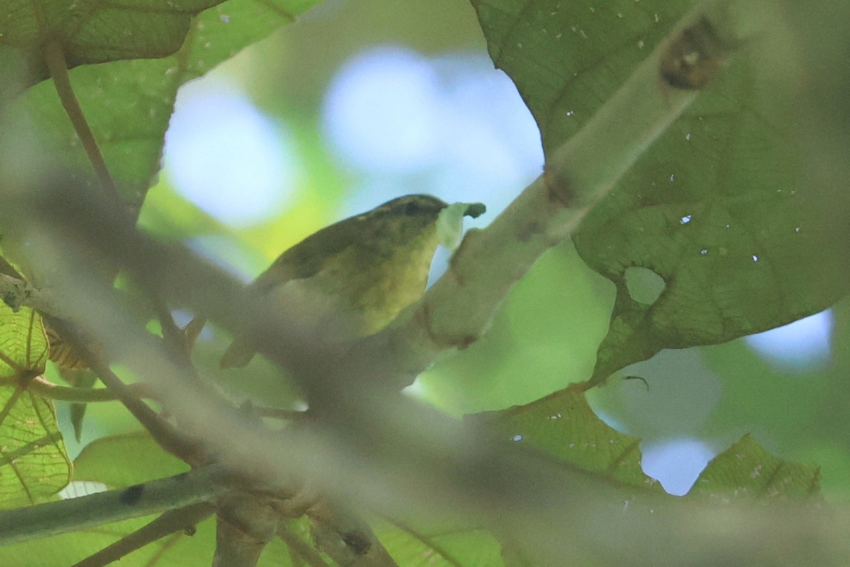Sulawesi Leaf Warbler - ML642265971