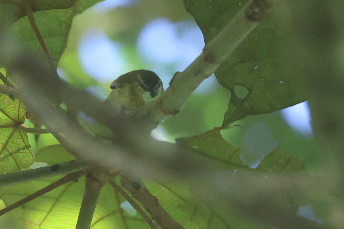 Sulawesi Leaf Warbler - ML642265972