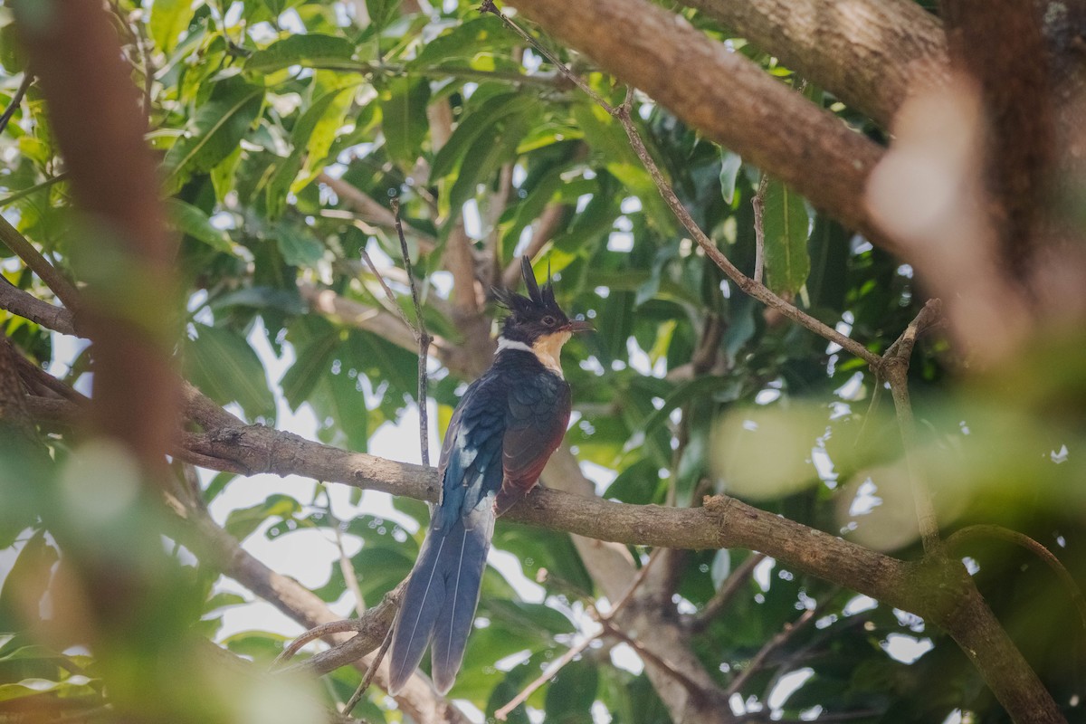 Chestnut-winged Cuckoo - ML642265977